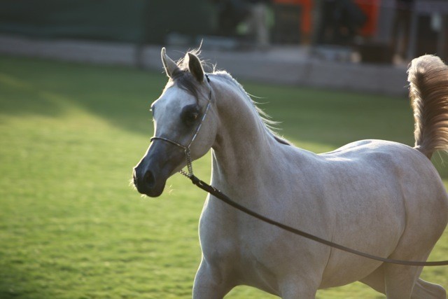 2011 Ajman Arabian Horse Show Day 1