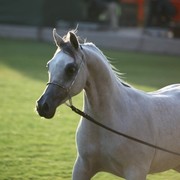 2011 Ajman Arabian Horse Show Day 1