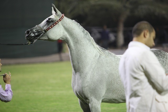 2011 Ajman Arabian Horse Show Day 1