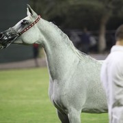 2011 Ajman Arabian Horse Show Day 1