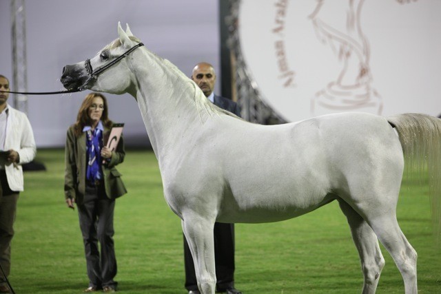 2011 Ajman Arabian Horse Show Day 1