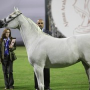 2011 Ajman Arabian Horse Show Day 1