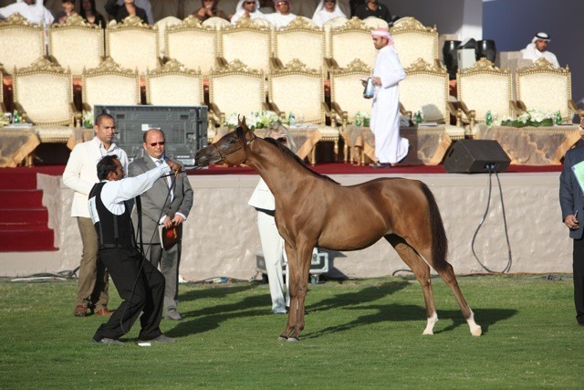 2011 Ajman Arabian Horse Show Day 1