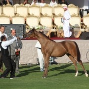 2011 Ajman Arabian Horse Show Day 1