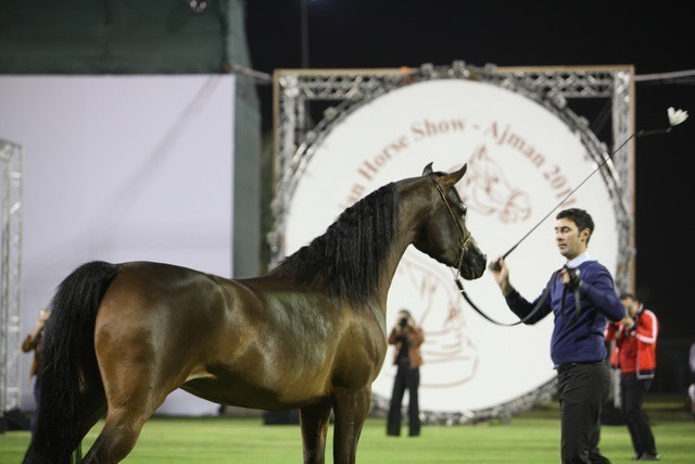 2011 Ajman Arabian Horse Show Day 1