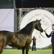 2011 Ajman Arabian Horse Show Day 1
