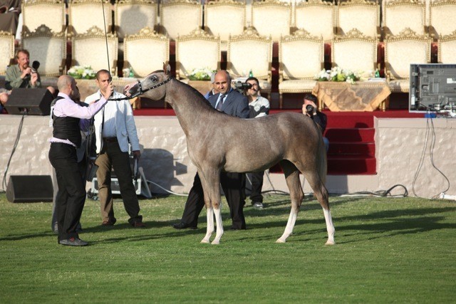 2011 Ajman Arabian Horse Show Day 1