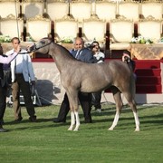2011 Ajman Arabian Horse Show Day 1