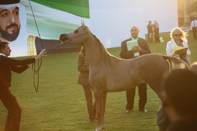 2011 Ajman Arabian Horse Show Day 1