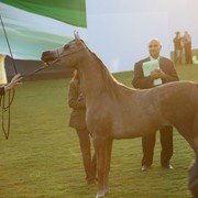 2011 Ajman Arabian Horse Show Day 1