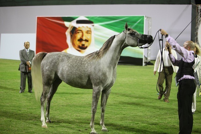 2011 Ajman Arabian Horse Show Day 1