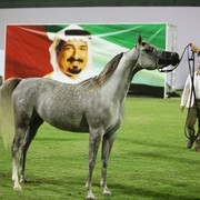 2011 Ajman Arabian Horse Show Day 1