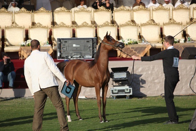 2011 Ajman Arabian Horse Show Day 1