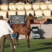 2011 Ajman Arabian Horse Show Day 1