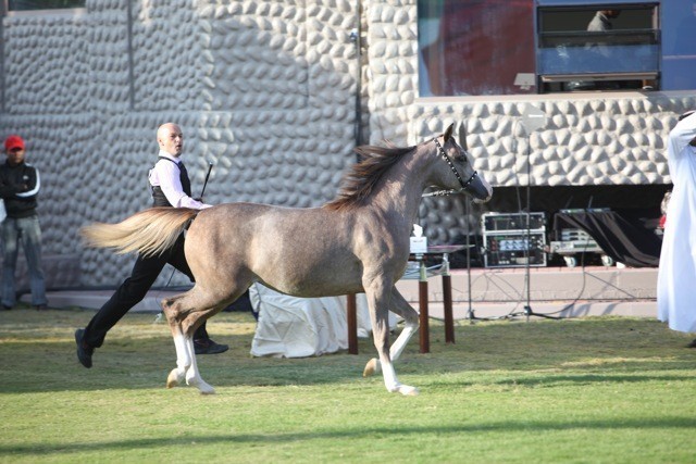 2011 Ajman Arabian Horse Show Day 1