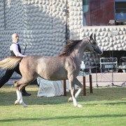 2011 Ajman Arabian Horse Show Day 1