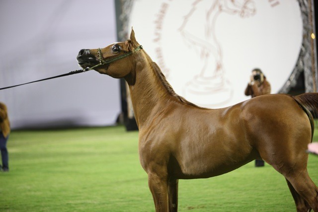 2011 Ajman Arabian Horse Show Day 1