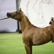 2011 Ajman Arabian Horse Show Day 1