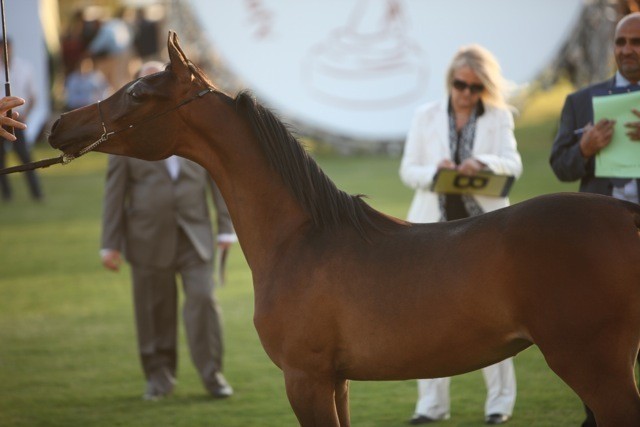 2011 Ajman Arabian Horse Show Day 1