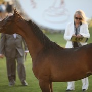 2011 Ajman Arabian Horse Show Day 1