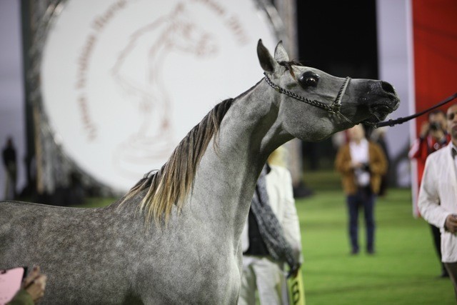 2011 Ajman Arabian Horse Show Day 1