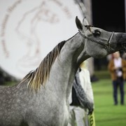 2011 Ajman Arabian Horse Show Day 1