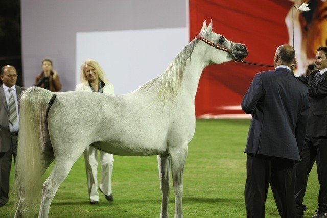 2011 Ajman Arabian Horse Show Day 1
