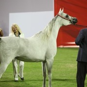 2011 Ajman Arabian Horse Show Day 1