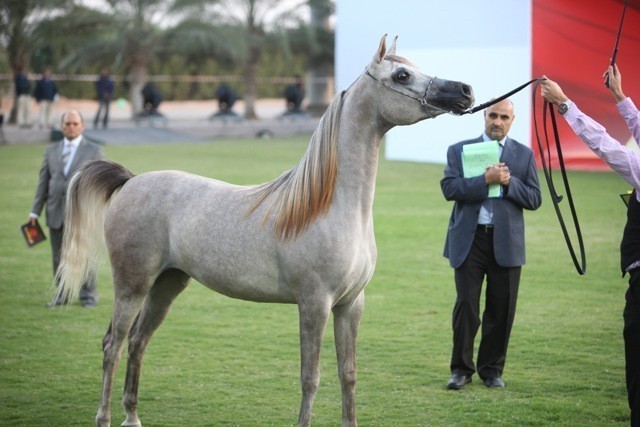 2011 Ajman Arabian Horse Show Day 1