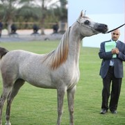 2011 Ajman Arabian Horse Show Day 1