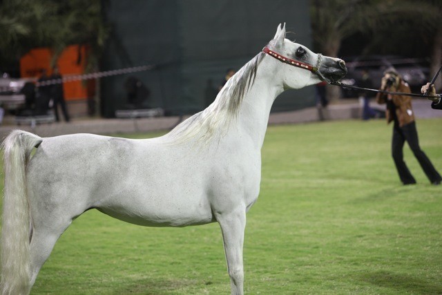 2011 Ajman Arabian Horse Show Day 1