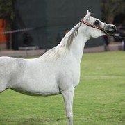 2011 Ajman Arabian Horse Show Day 1