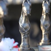 2011 Ajman Arabian Horse Show Day 1