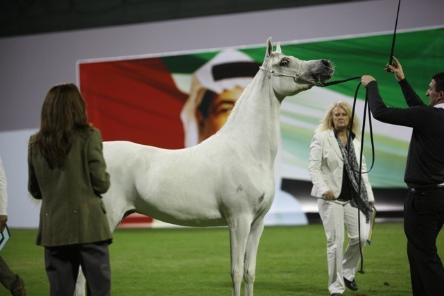 2011 Ajman Arabian Horse Show Day 1