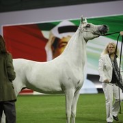 2011 Ajman Arabian Horse Show Day 1