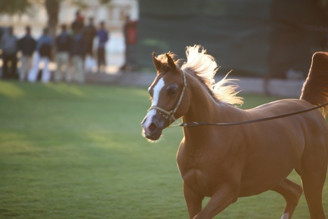 2011 Ajman Arabian Horse Show Day 1