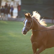 2011 Ajman Arabian Horse Show Day 1