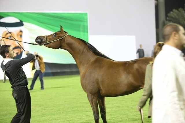 2011 Ajman Arabian Horse Show Day 1