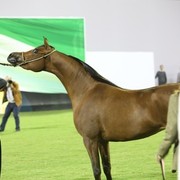 2011 Ajman Arabian Horse Show Day 1
