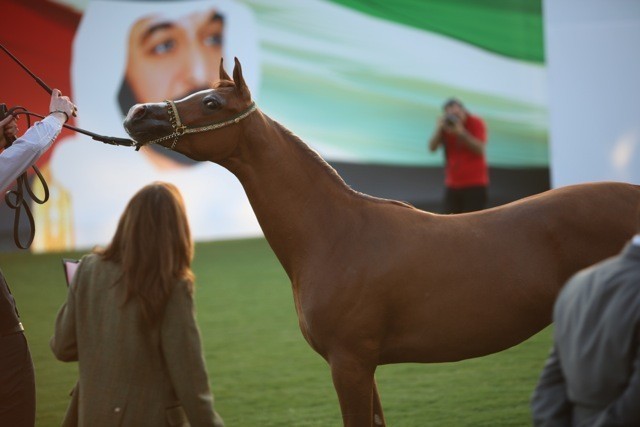 2011 Ajman Arabian Horse Show Day 1