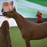 2011 Ajman Arabian Horse Show Day 1