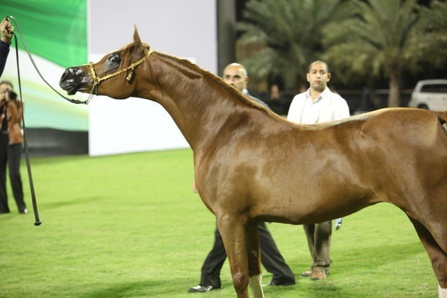 2011 Ajman Arabian Horse Show Day 1