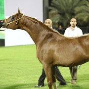 2011 Ajman Arabian Horse Show Day 1