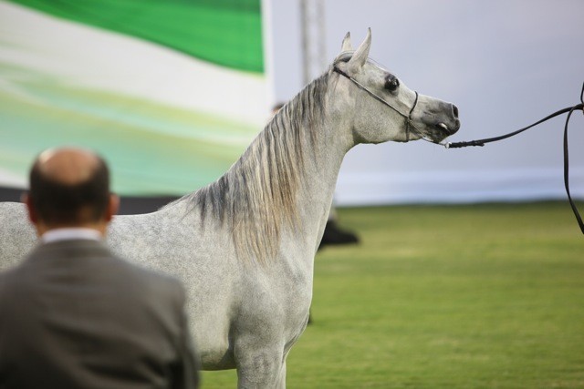2011 Ajman Arabian Horse Show Day 1
