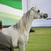 2011 Ajman Arabian Horse Show Day 1