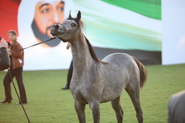 2011 Ajman Arabian Horse Show Day 1