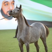 2011 Ajman Arabian Horse Show Day 1