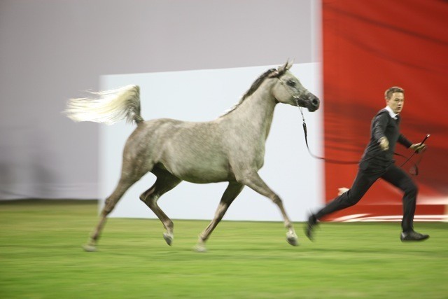 2011 Ajman Arabian Horse Show Day 1
