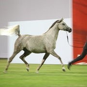 2011 Ajman Arabian Horse Show Day 1