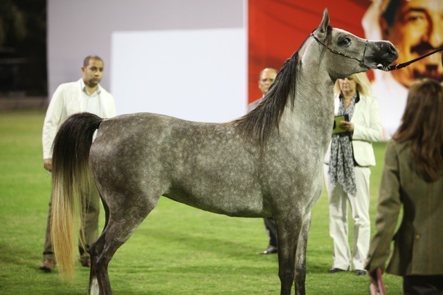 2011 Ajman Arabian Horse Show Day 1